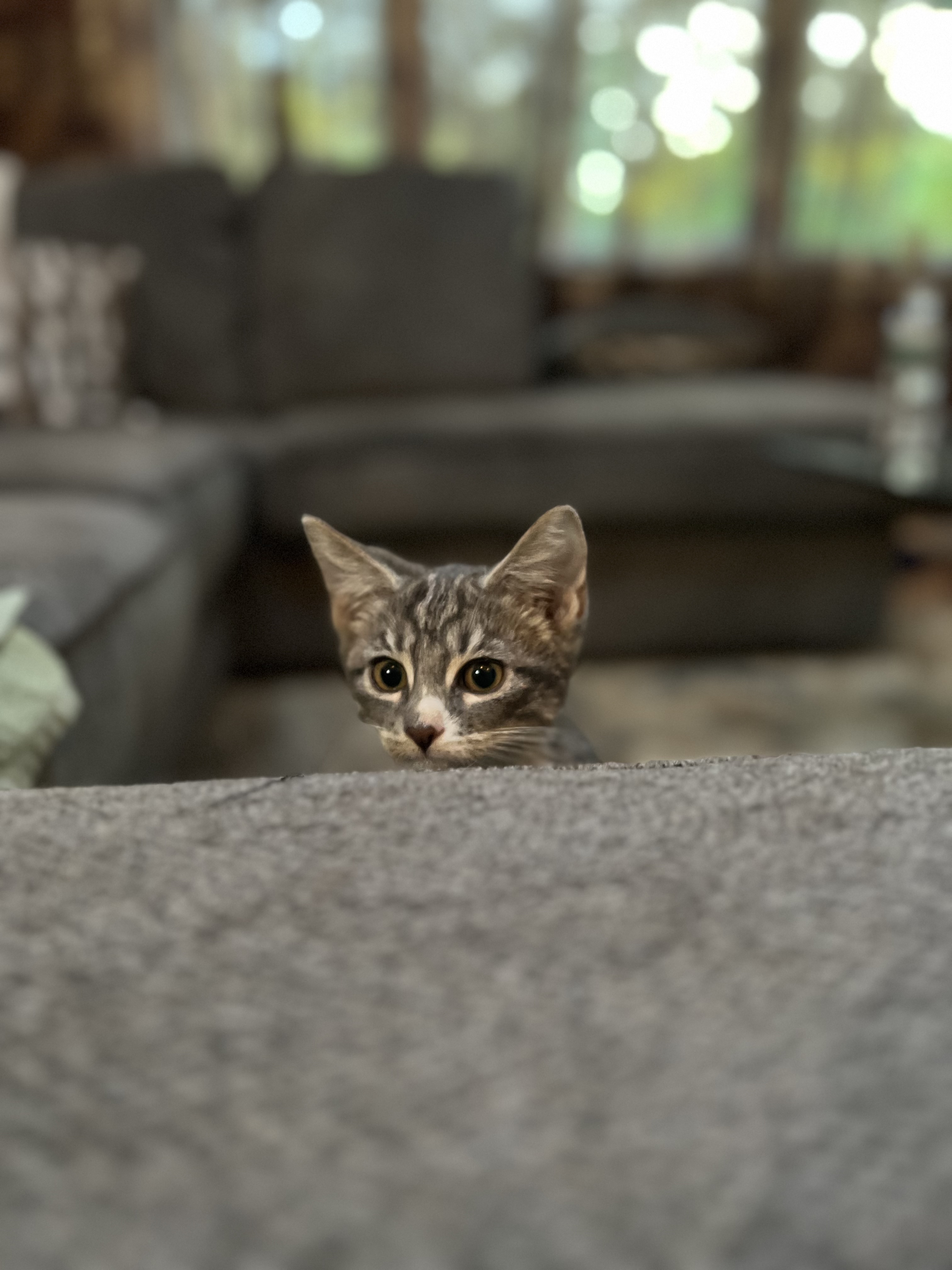 Cat for adoption Supra, a Domestic Short Hair in Old Bridge, NJ