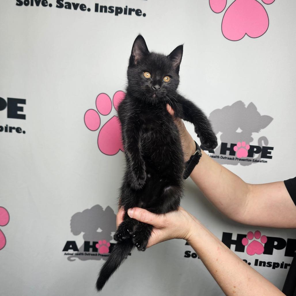 Taco, Adoptable, Kitten Male American Shorthair.