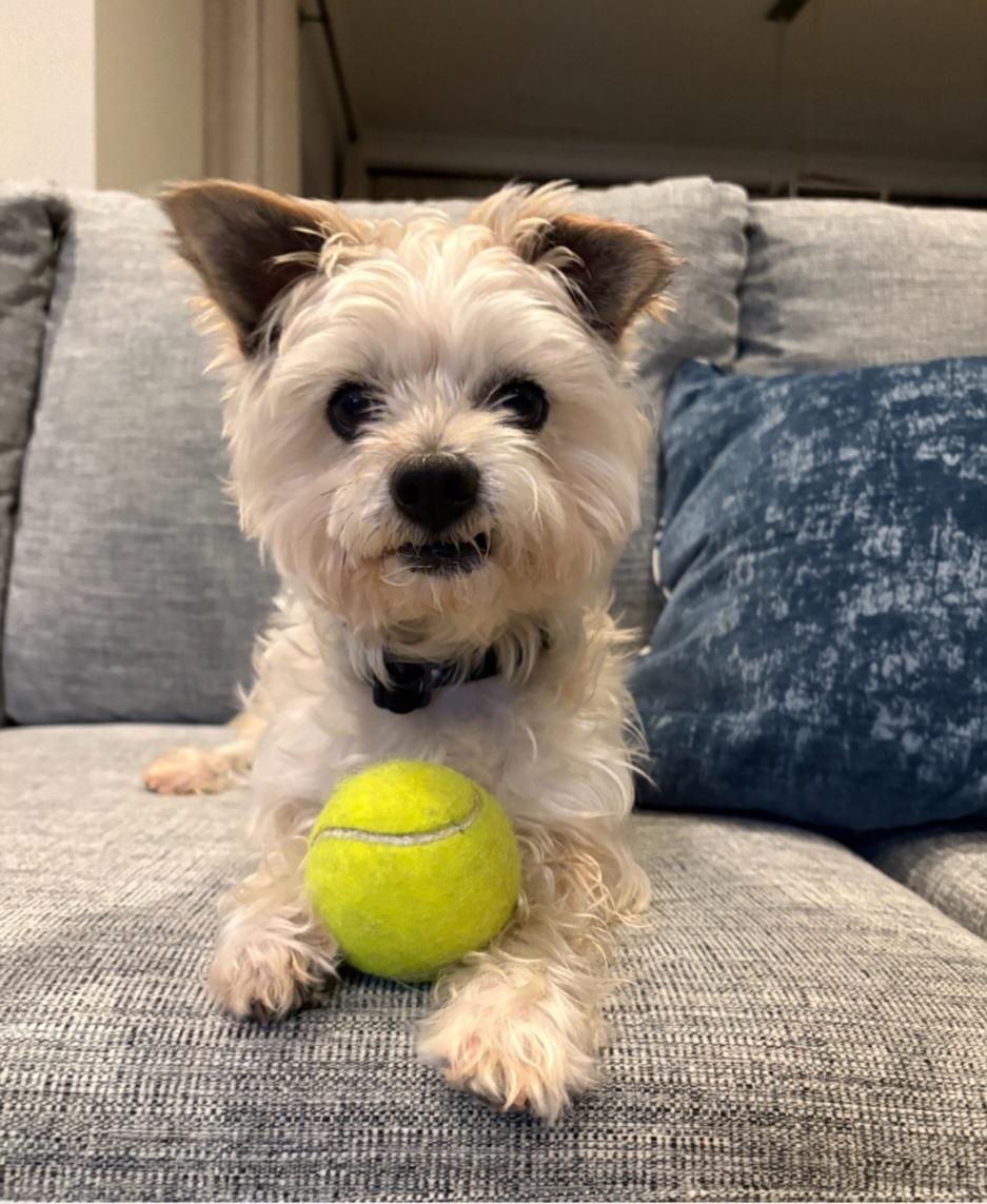 Pappas, ADOPTABLE, Adult Male Yorkie Poo.