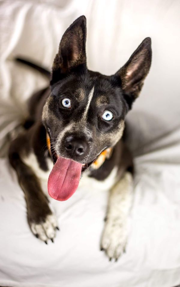 Giselle, Adoptable, Young Female Husky & Shepherd.