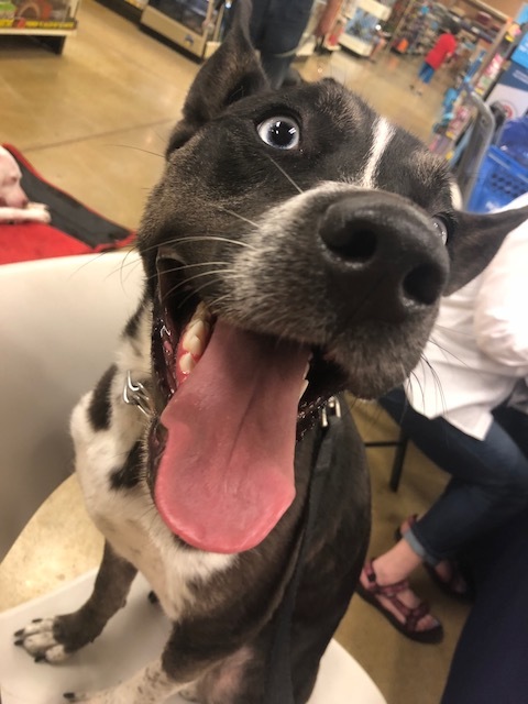 Giselle, a Adoptable mixed breed in Roselle, IL image 2/12