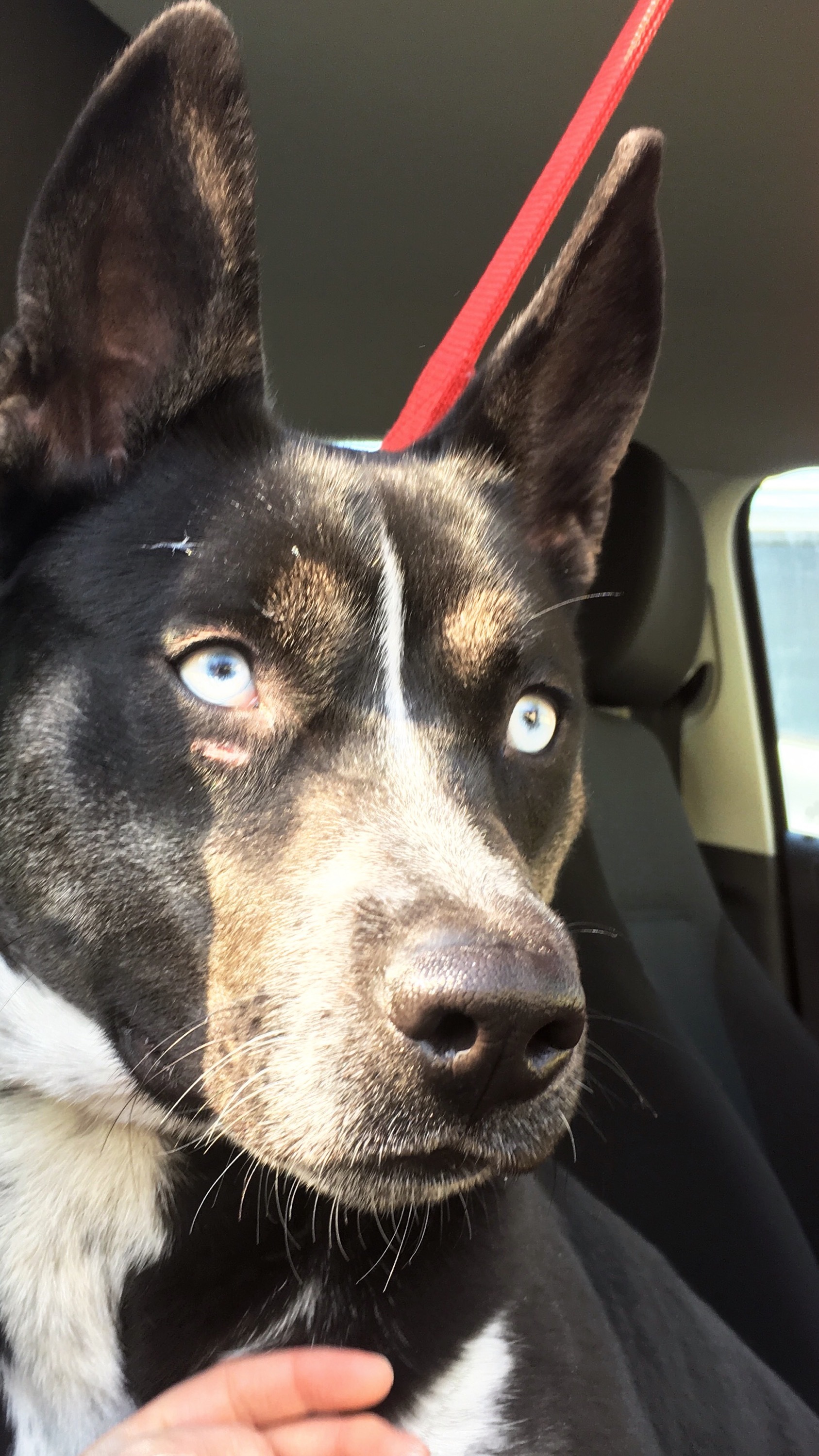 Giselle, a Adoptable mixed breed in Roselle, IL image 3/12