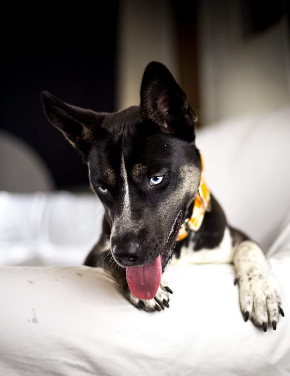 Giselle, a Adoptable mixed breed in Roselle, IL image 4/12