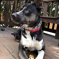 Giselle, a Adoptable mixed breed in Roselle, IL image 5/12