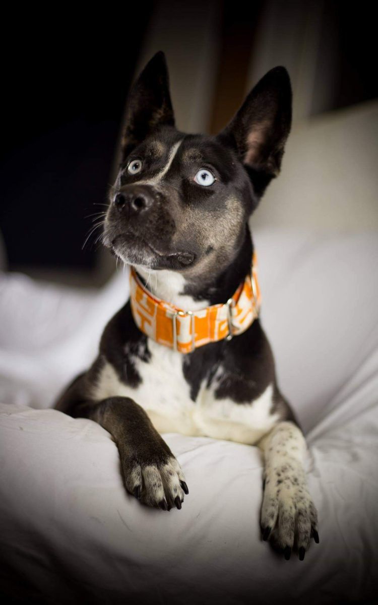 Giselle, a Adoptable mixed breed in Roselle, IL image 6/12