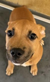 Stella, Adoptable, Puppy Female Mixed Breed & Mixed Breed.