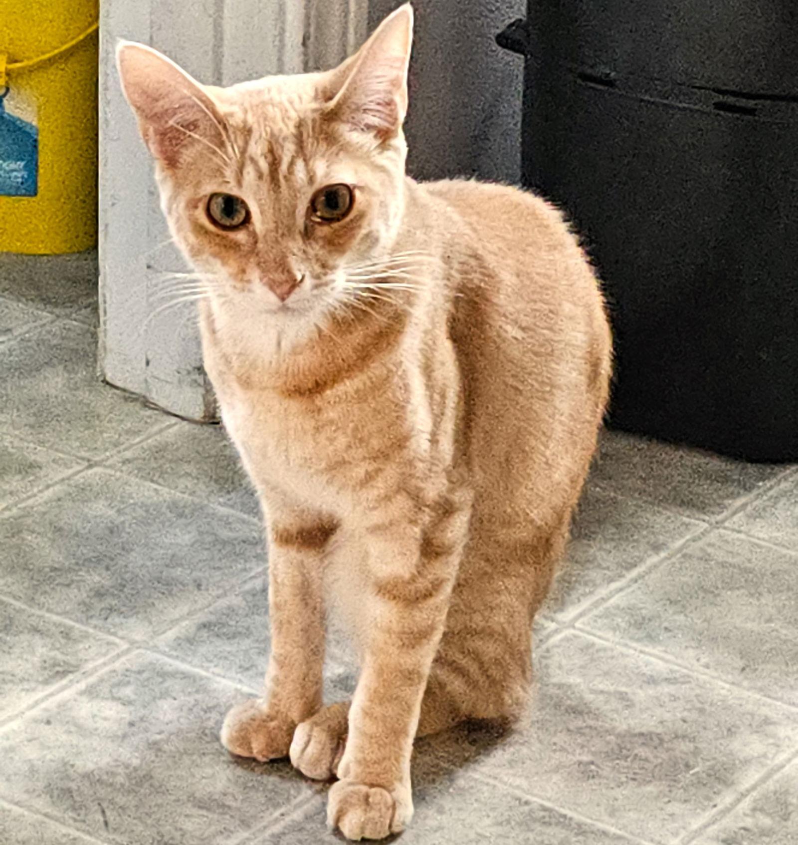 Timmy, Adopted, Young Male Domestic Short Hair.