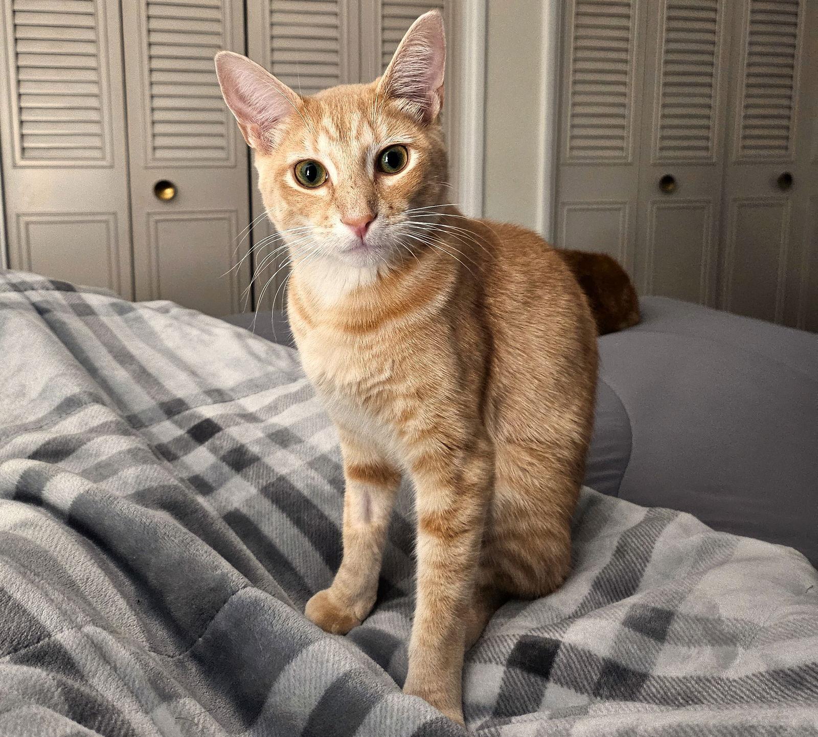 Timmy, a Adopted Domestic Short Hair in Springfield, OR image 3/3