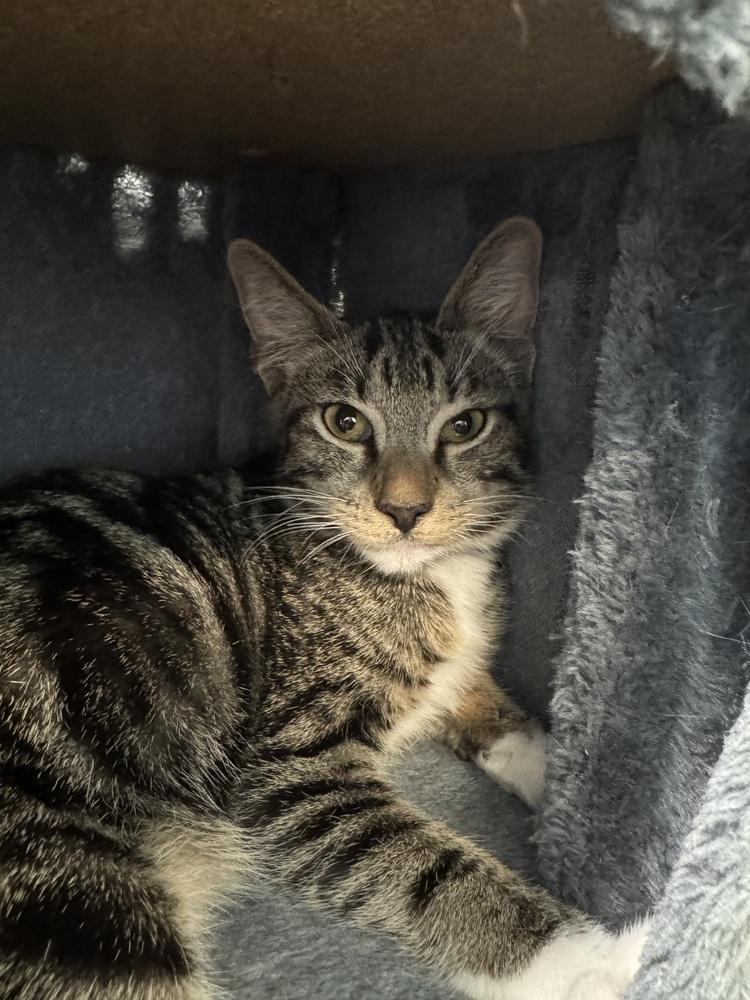 Ben, Adoptable, Kitten Male Domestic Short Hair.