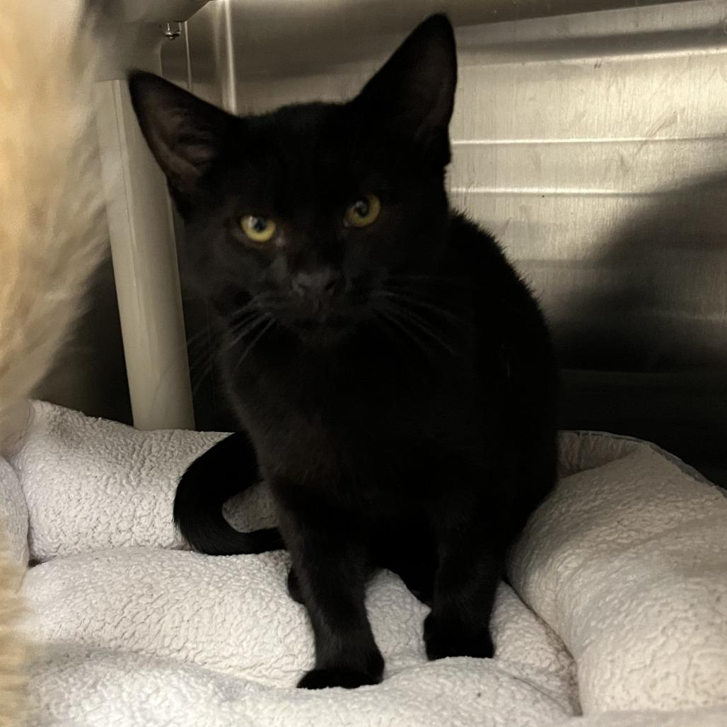 Hallow, Adoptable, Kitten Male Domestic Short Hair.