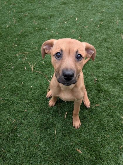 Honey, Adoptable, Puppy Female Mixed Breed & Mixed Breed.