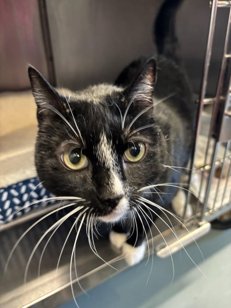 Pepper, a Adoptable Domestic Short Hair in Old Bridge, NJ image 5/6