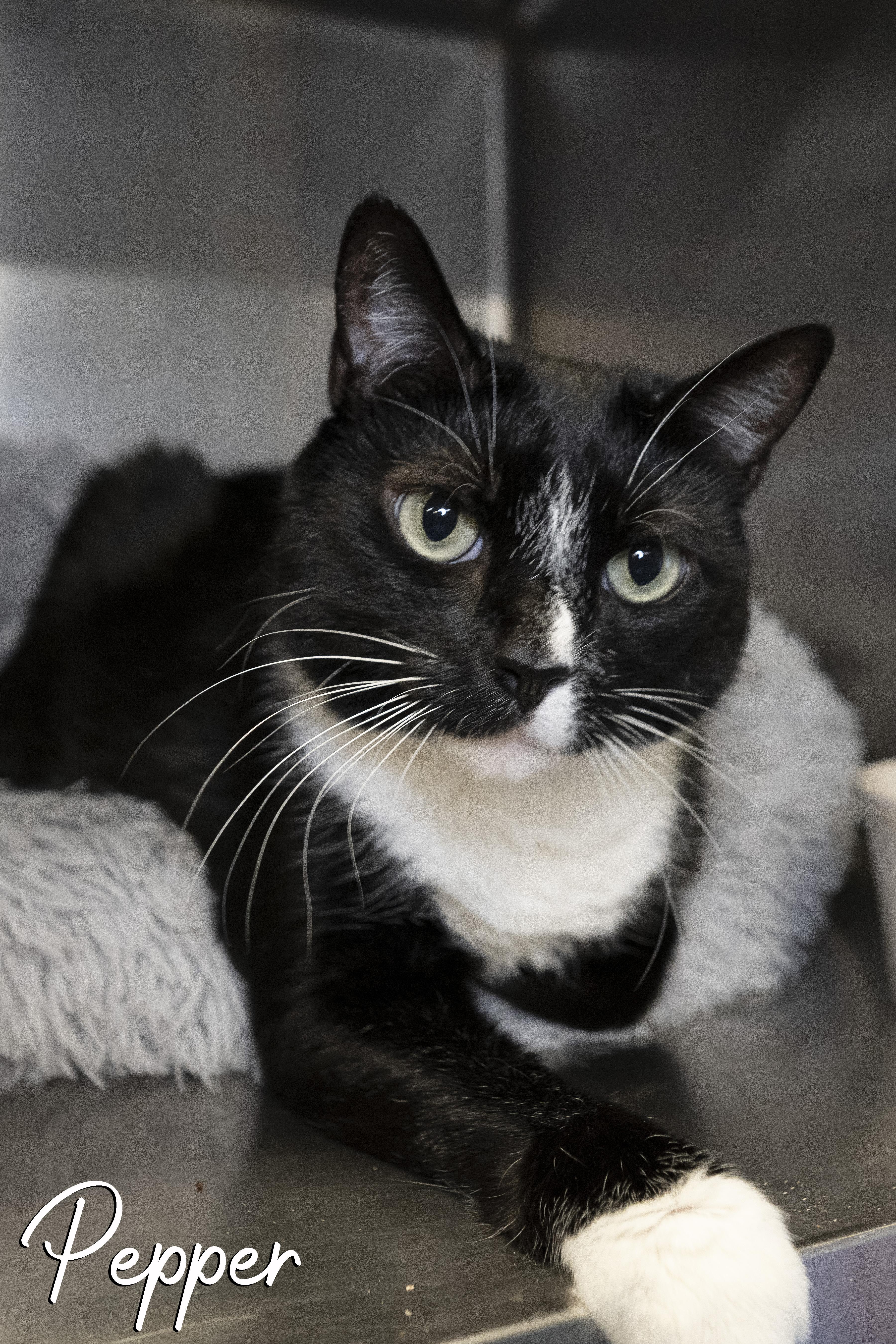 Pepper, Adoptable, Senior Female Domestic Short Hair.