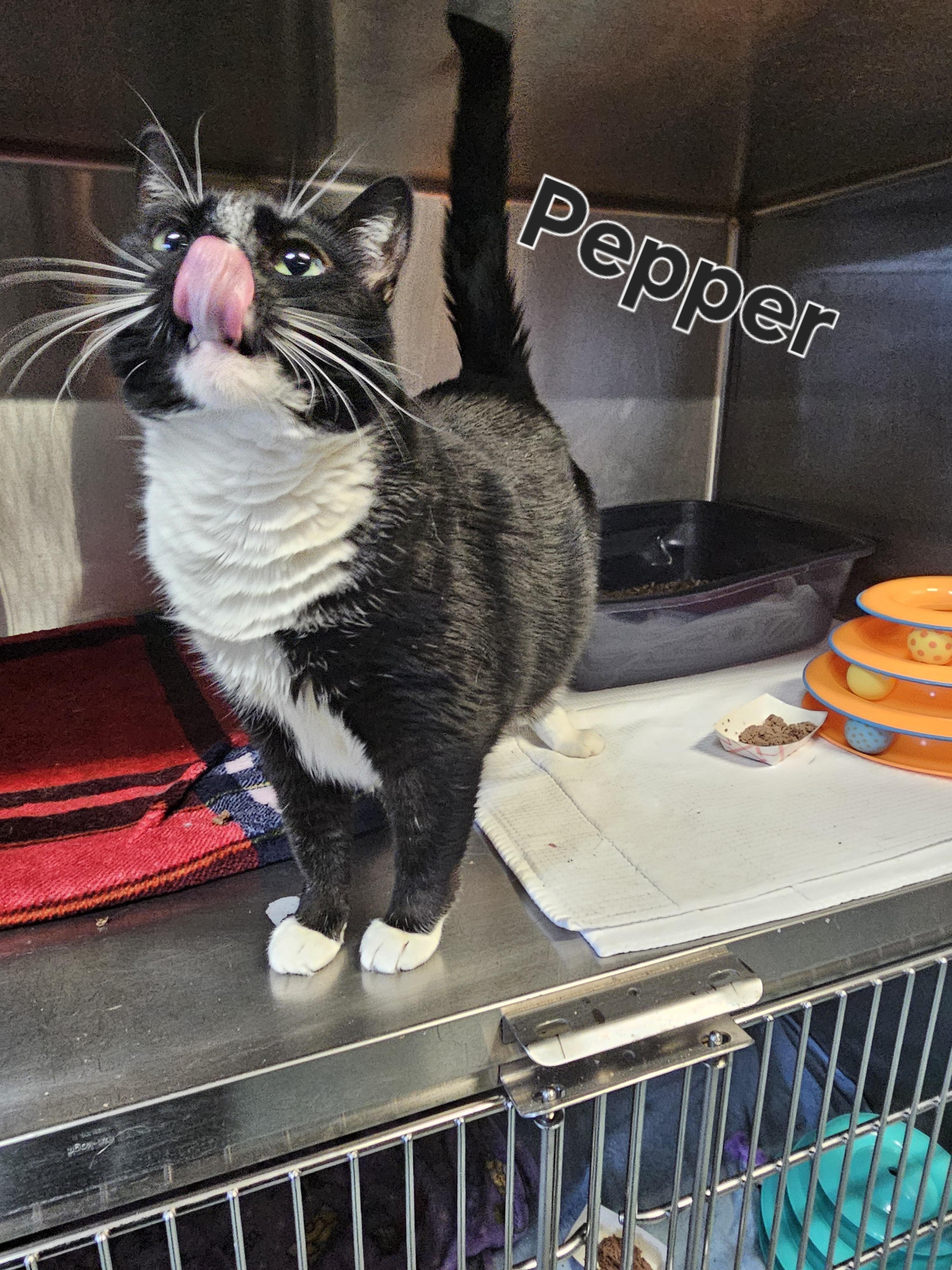 Pepper, a Adoptable Domestic Short Hair in Old Bridge, NJ image 4/6