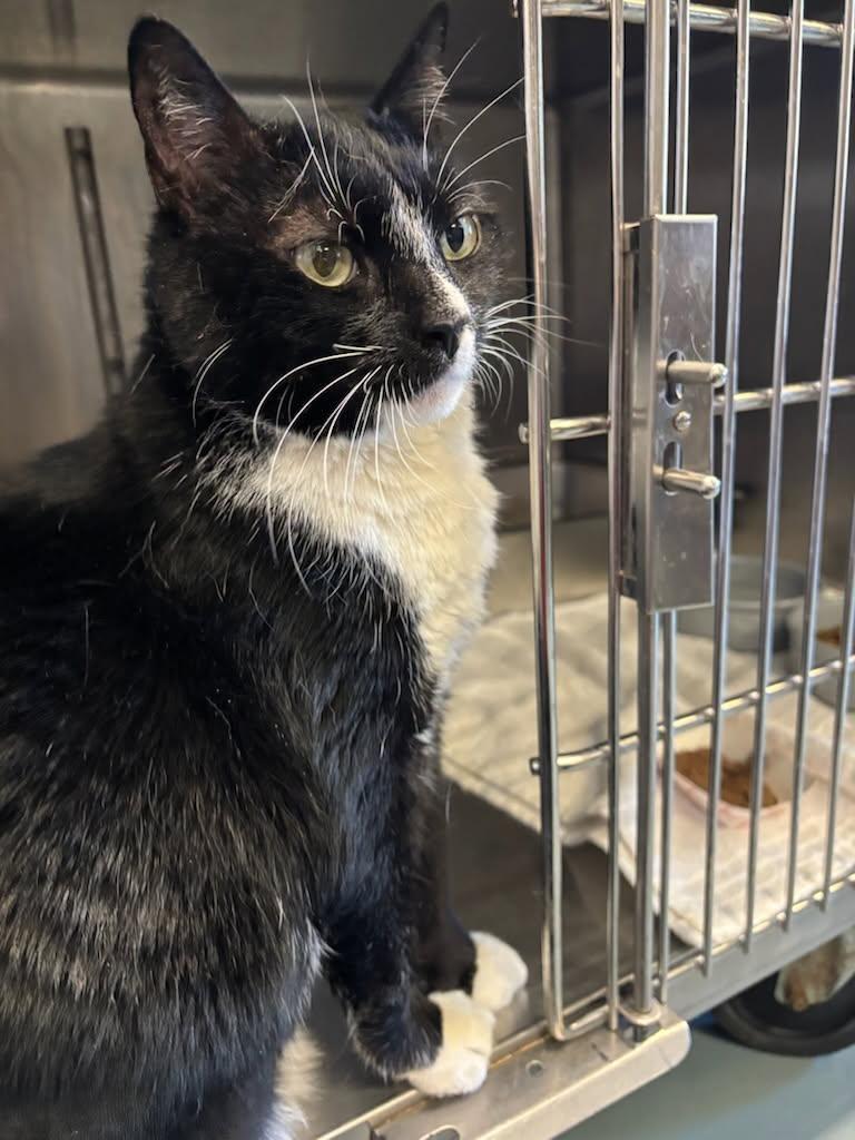 Pepper, a Adoptable Domestic Short Hair in Old Bridge, NJ image 6/6