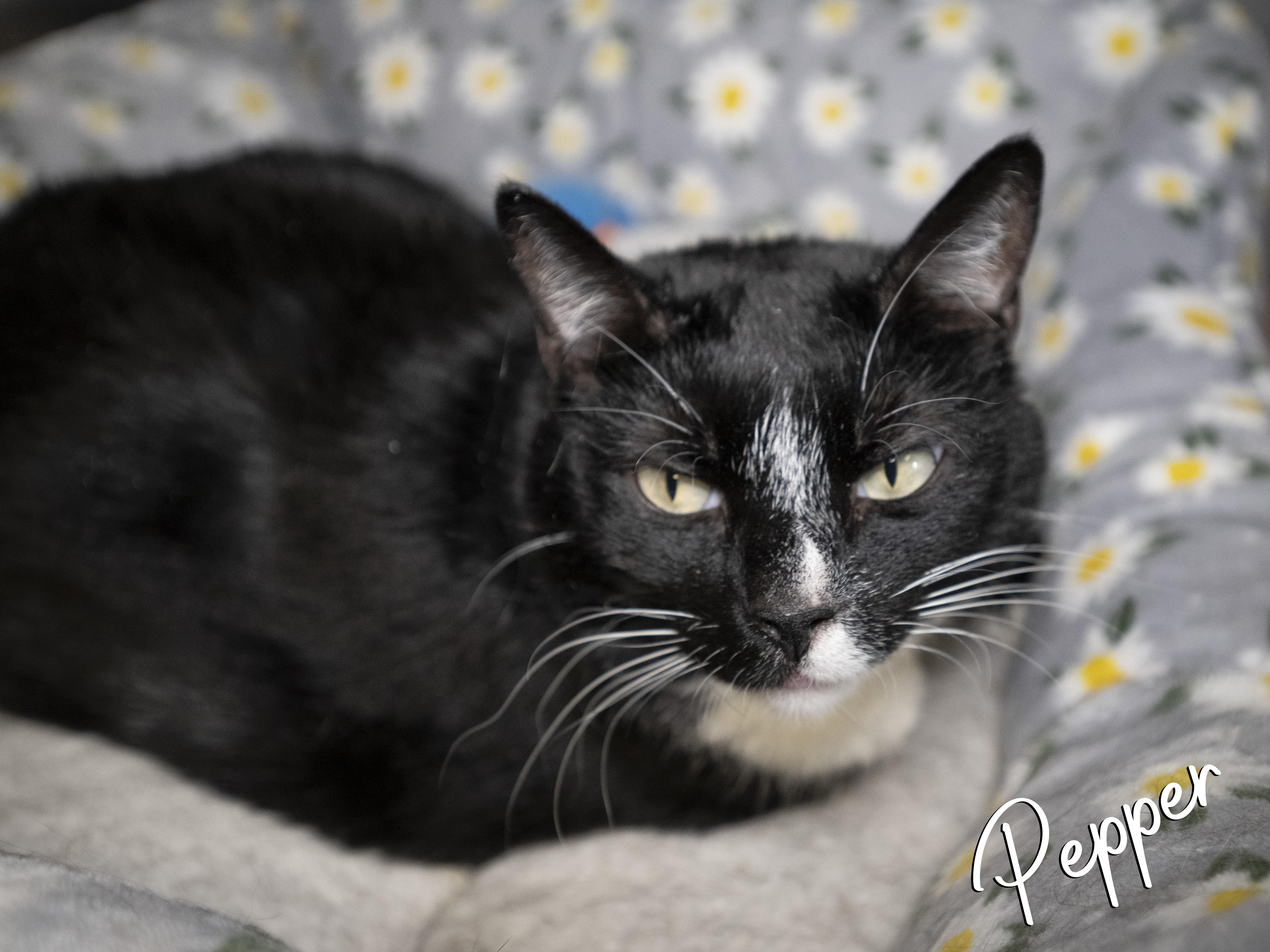 Pepper, a Adoptable Domestic Short Hair in Old Bridge, NJ image 2/6