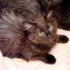 Enlarge Malabar, a Adoptable Domestic Medium Hair in Abbotsford, BC image 1/2