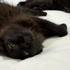 Enlarge Malabar, a Adoptable Domestic Medium Hair in Abbotsford, BC image 2/2