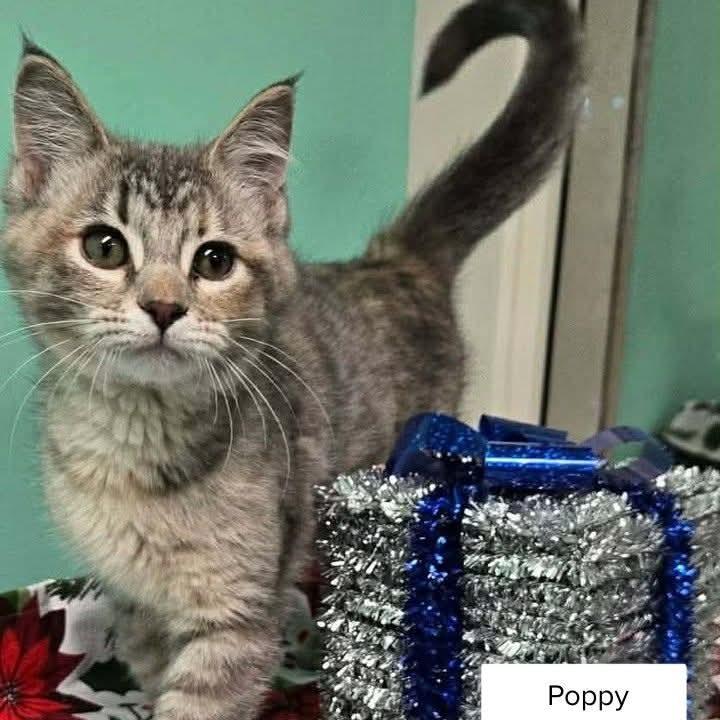 Poppy, a Adoptable Domestic Short Hair in Drumheller, AB image 2/2