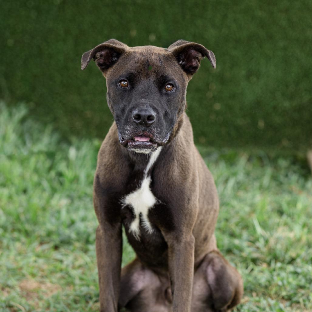 Enlarge Red, a Adoptable Mixed Breed in Lake Jackson, TX image 1/5