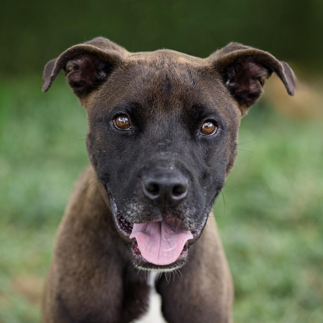 Enlarge Red, a Adoptable Mixed Breed in Lake Jackson, TX image 2/5