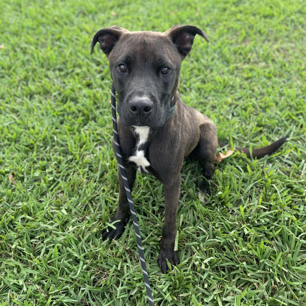 Enlarge Red, a Adoptable Mixed Breed in Lake Jackson, TX image 3/5