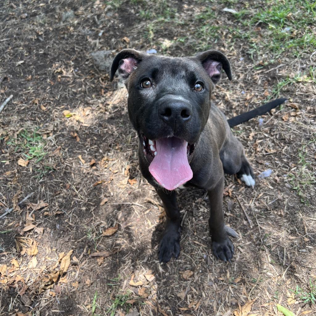 Enlarge Red, a Adoptable Mixed Breed in Lake Jackson, TX image 4/5
