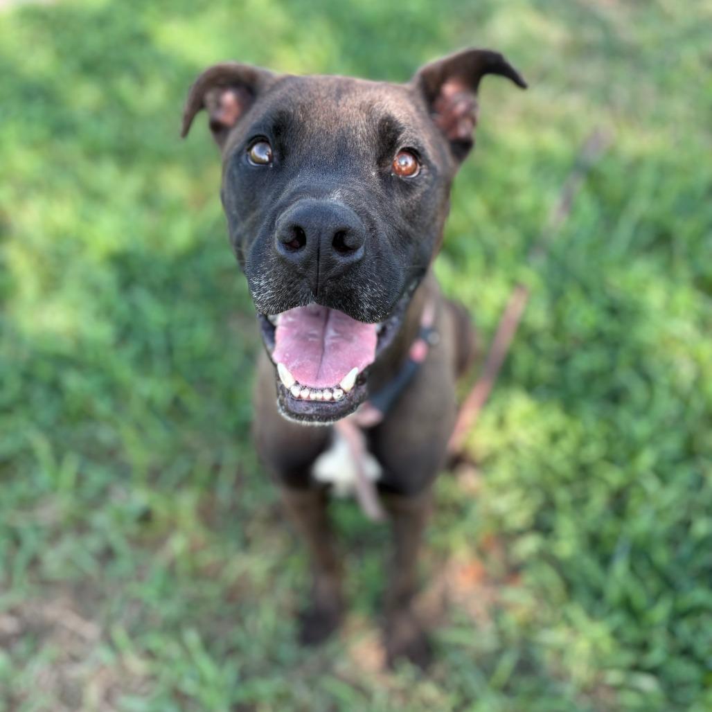 Enlarge Red, a Adoptable Mixed Breed in Lake Jackson, TX image 5/5