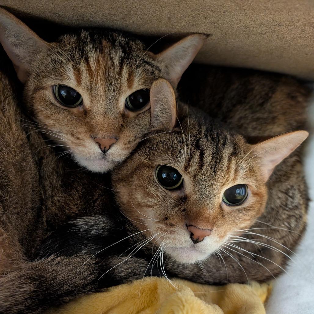 Enlarge Snickers, a Adoptable Domestic Short Hair in Titusville, FL image 1/4