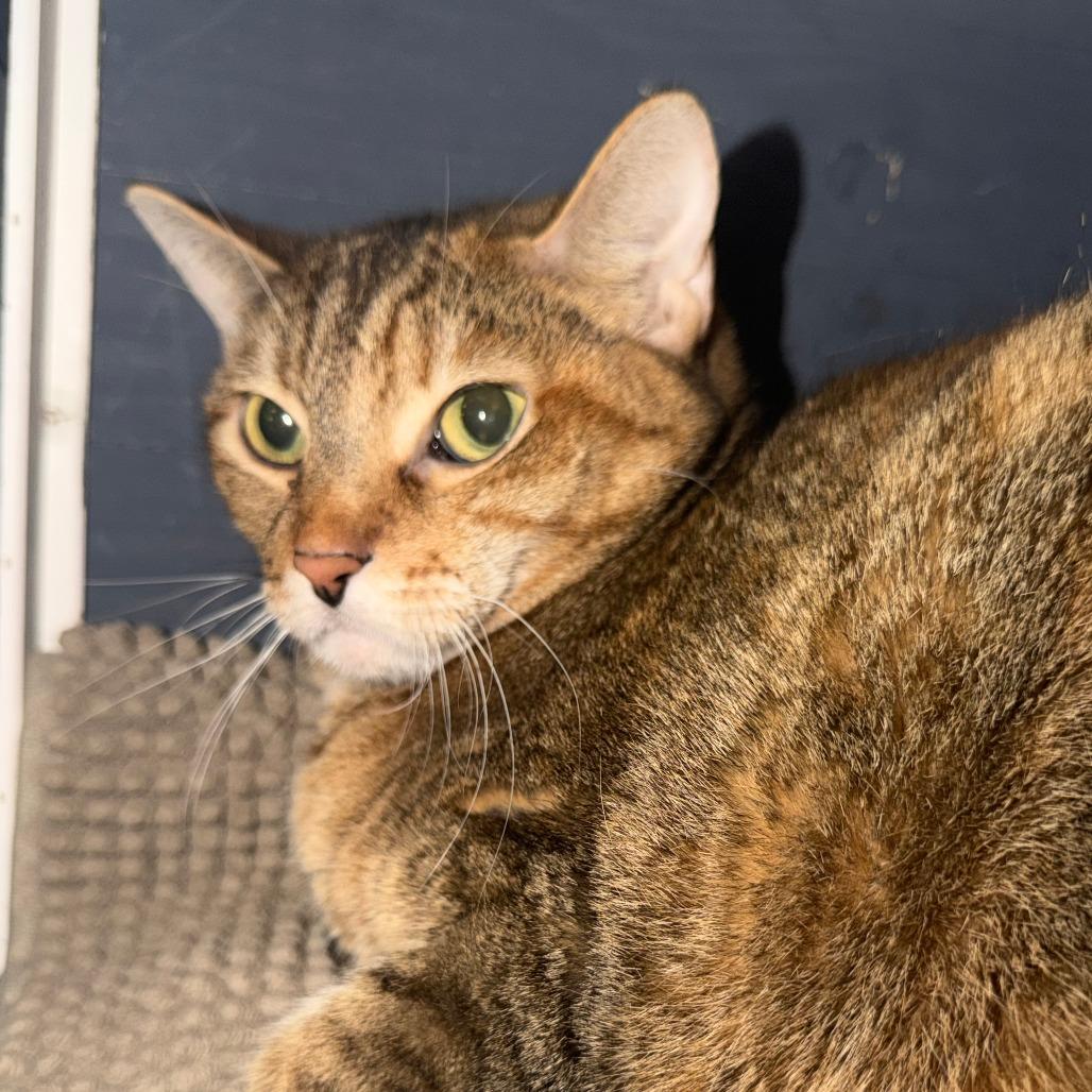 Enlarge Snickers, a Adoptable Domestic Short Hair in Titusville, FL image 2/4