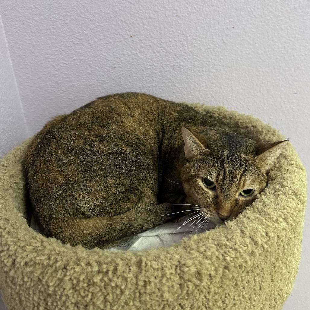 Enlarge Snickers, a Adoptable Domestic Short Hair in Titusville, FL image 3/4