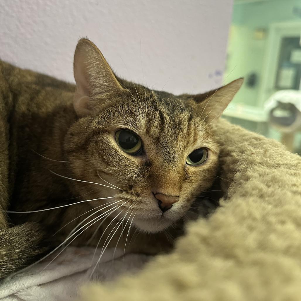 Enlarge Snickers, a Adoptable Domestic Short Hair in Titusville, FL image 4/4