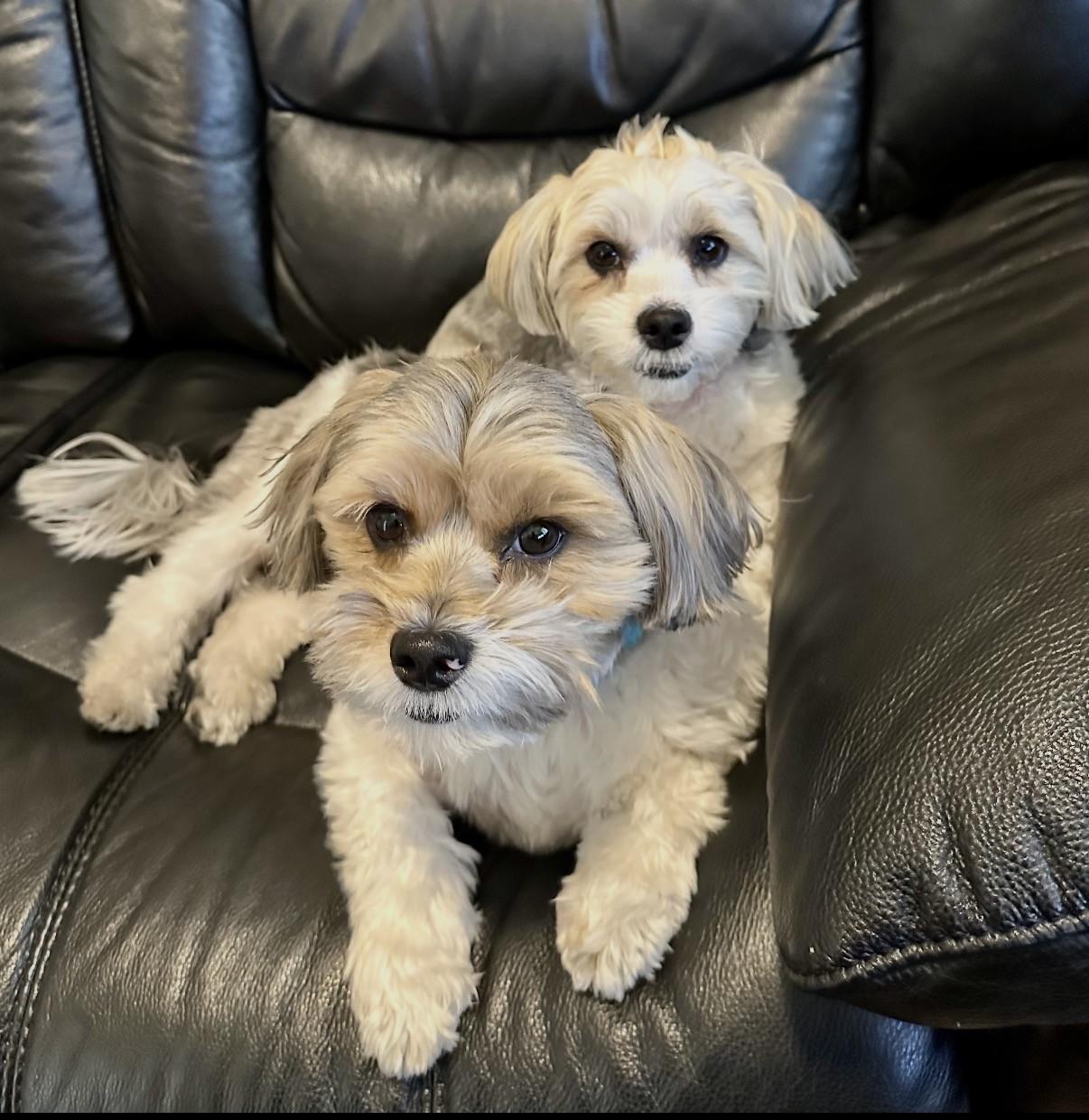 Bella, adopted, Young Female Shih Tzu & Yorkshire Terrier.