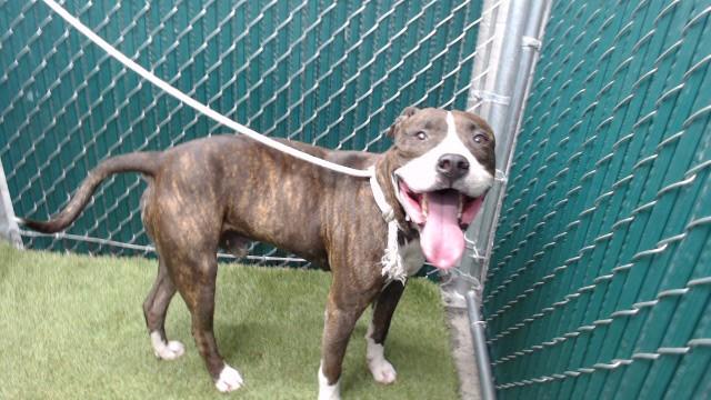 Enlarge BENJI, a Adoptable Pit Bull Terrier in Downey, CA image 1/1