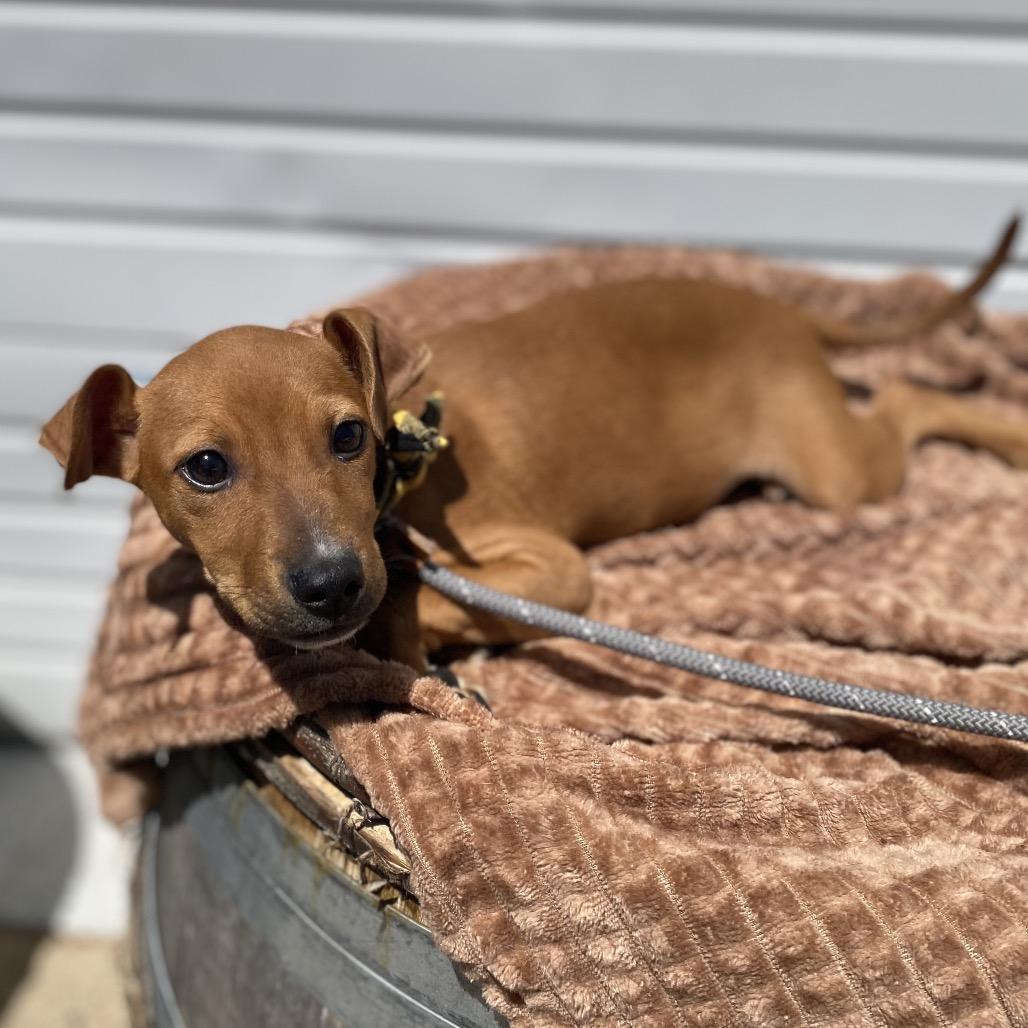 Captain, a Adoptable mixed breed in Newberg, OR image 1/6