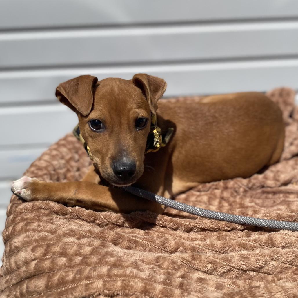 Captain, a Adoptable mixed breed in Newberg, OR image 2/6