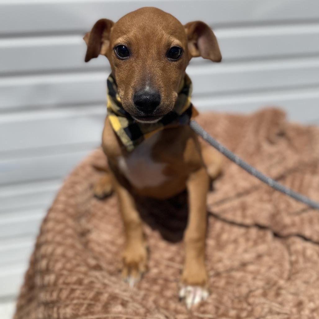 Captain, a Adoptable mixed breed in Newberg, OR image 3/6