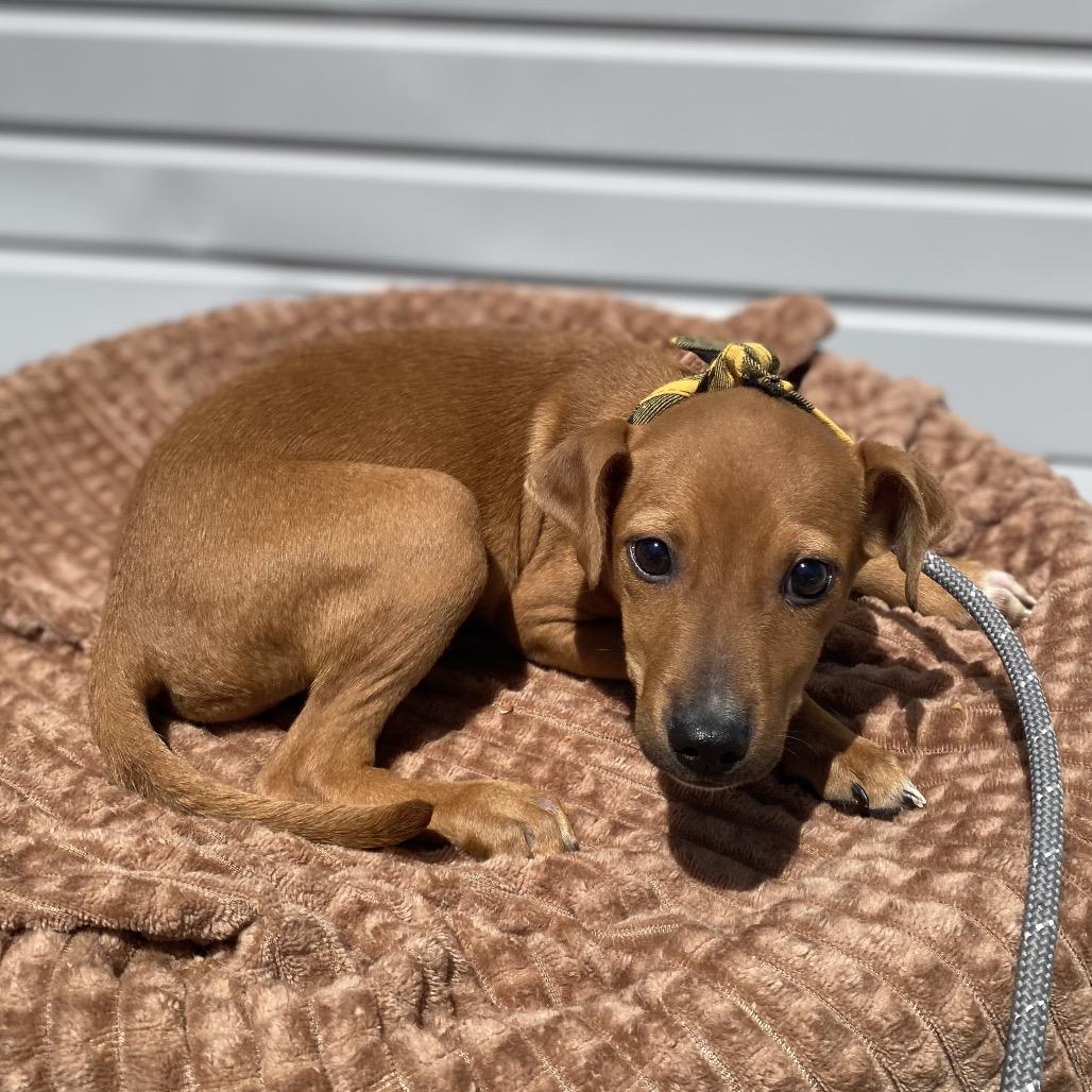 Captain, a Adoptable mixed breed in Newberg, OR image 4/6