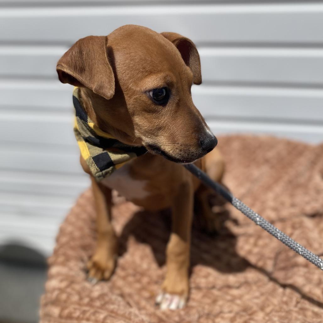 Captain, a Adoptable mixed breed in Newberg, OR image 6/6