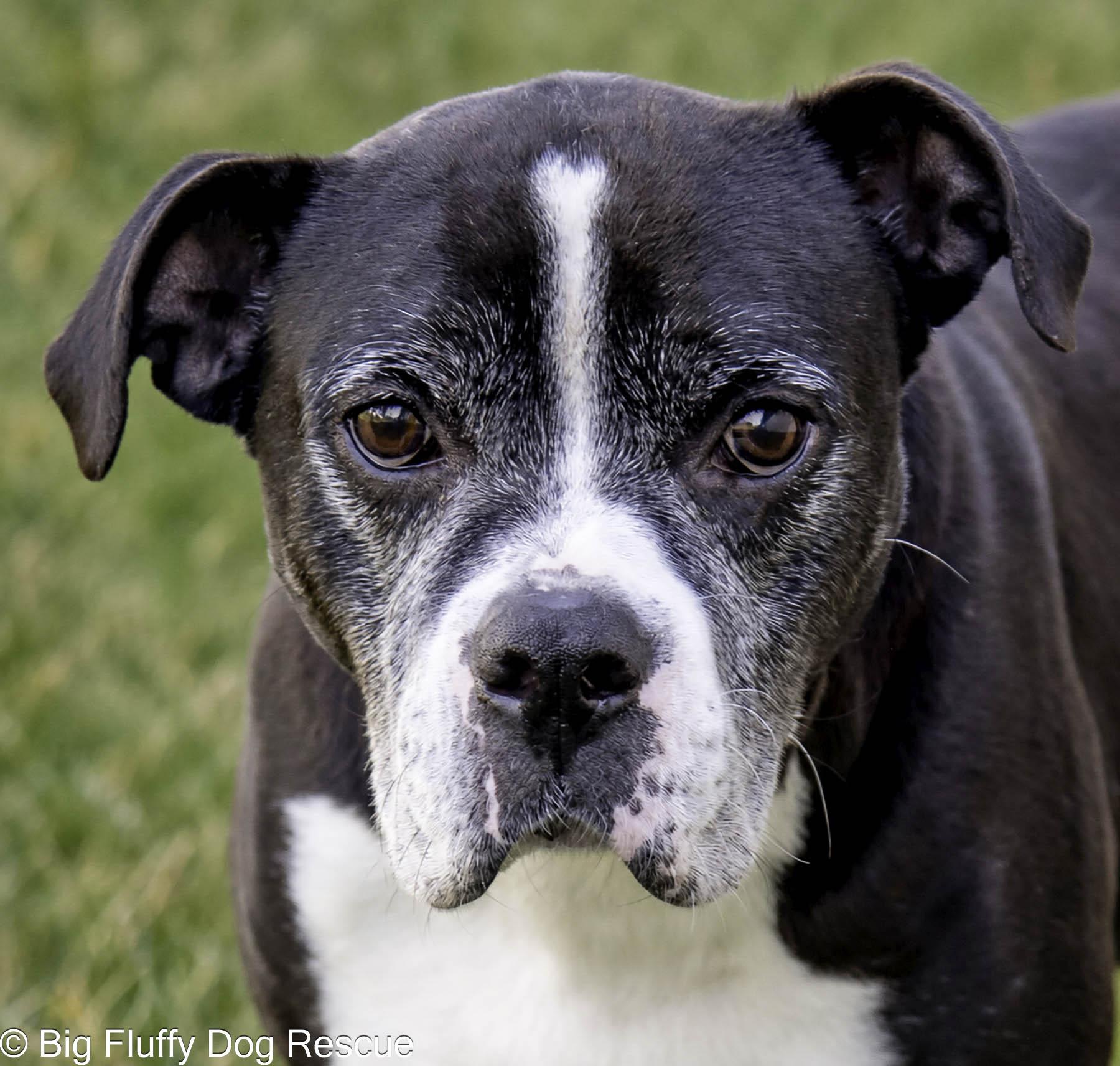 Gideon, Adoptable, Senior Male Boxer.
