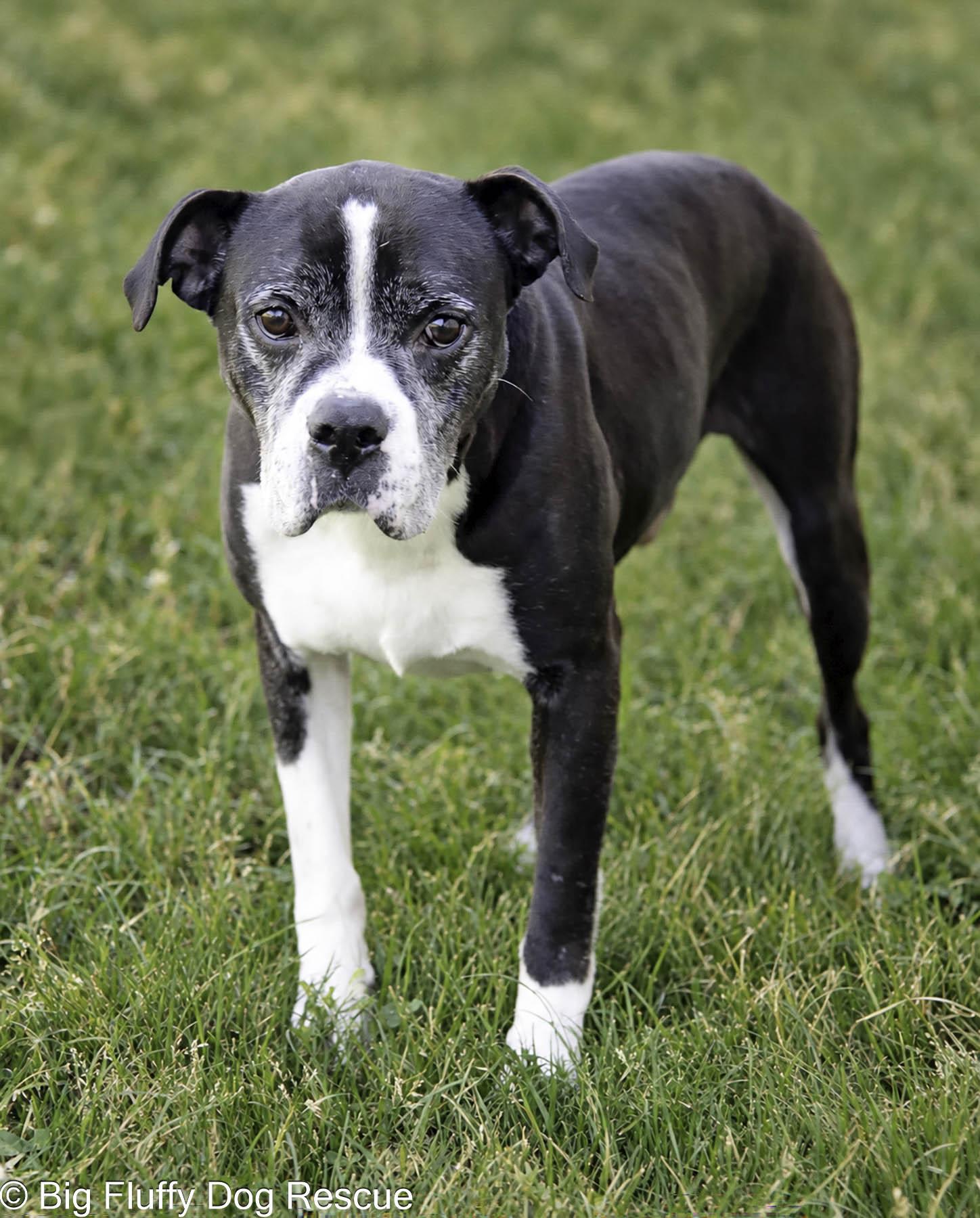 Enlarge Gideon, a Adoptable mixed breed in Bristol, VA image 3/4