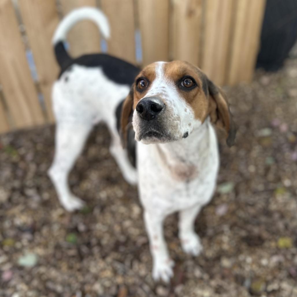 Dahlia, a Adoptable Mixed Breed in Gadsden, AL image 1/6