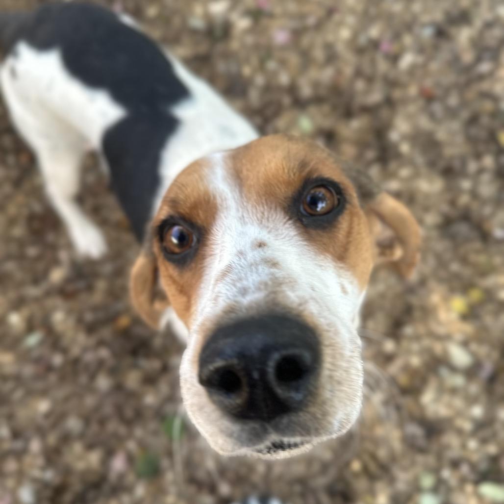 Dahlia, a Adoptable Mixed Breed in Gadsden, AL image 3/6