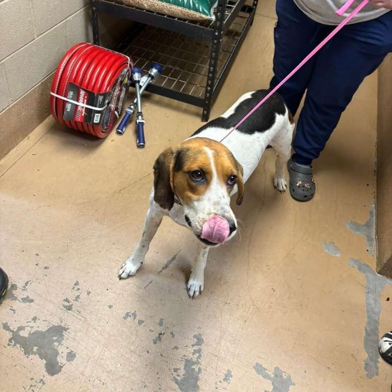 Dahlia, a Adoptable Mixed Breed in Gadsden, AL image 6/6