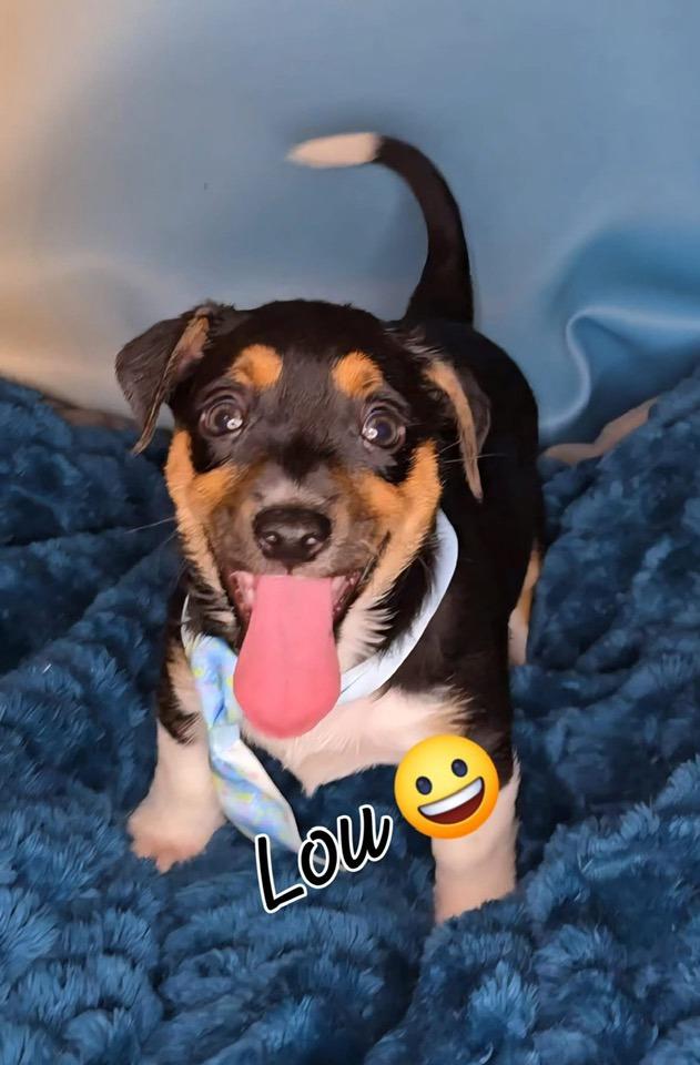 Enlarge Lou (Ralphie), a Adopted mixed breed in Tempe, AZ image 6/6