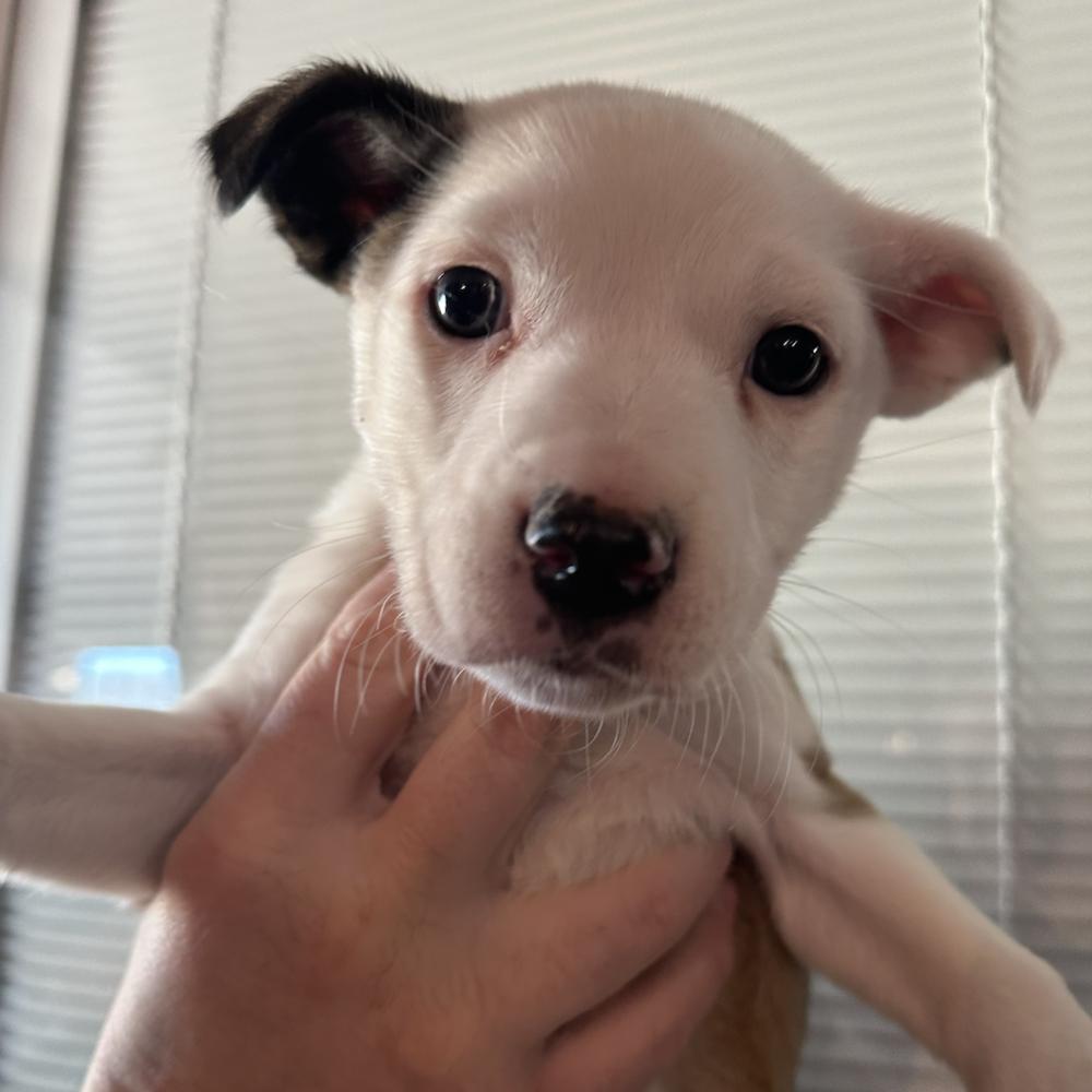 Lili, Adoptable, Puppy Female Border Collie.