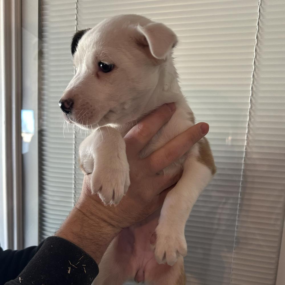 Enlarge Lili, a Adoptable mixed breed in Clovis, NM image 3/6