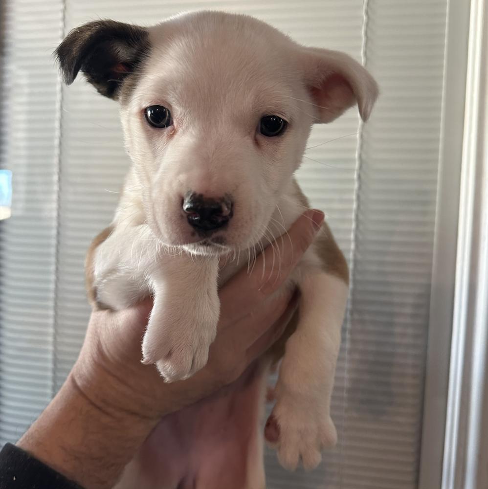 Enlarge Lili, a Adoptable mixed breed in Clovis, NM image 4/6