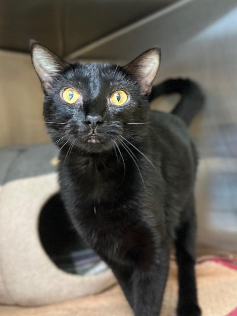 Whispy, Adoptable, Young Female Domestic Short Hair.