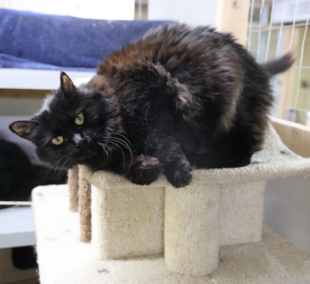 Mochi, a Adoptable mixed breed image 1/6